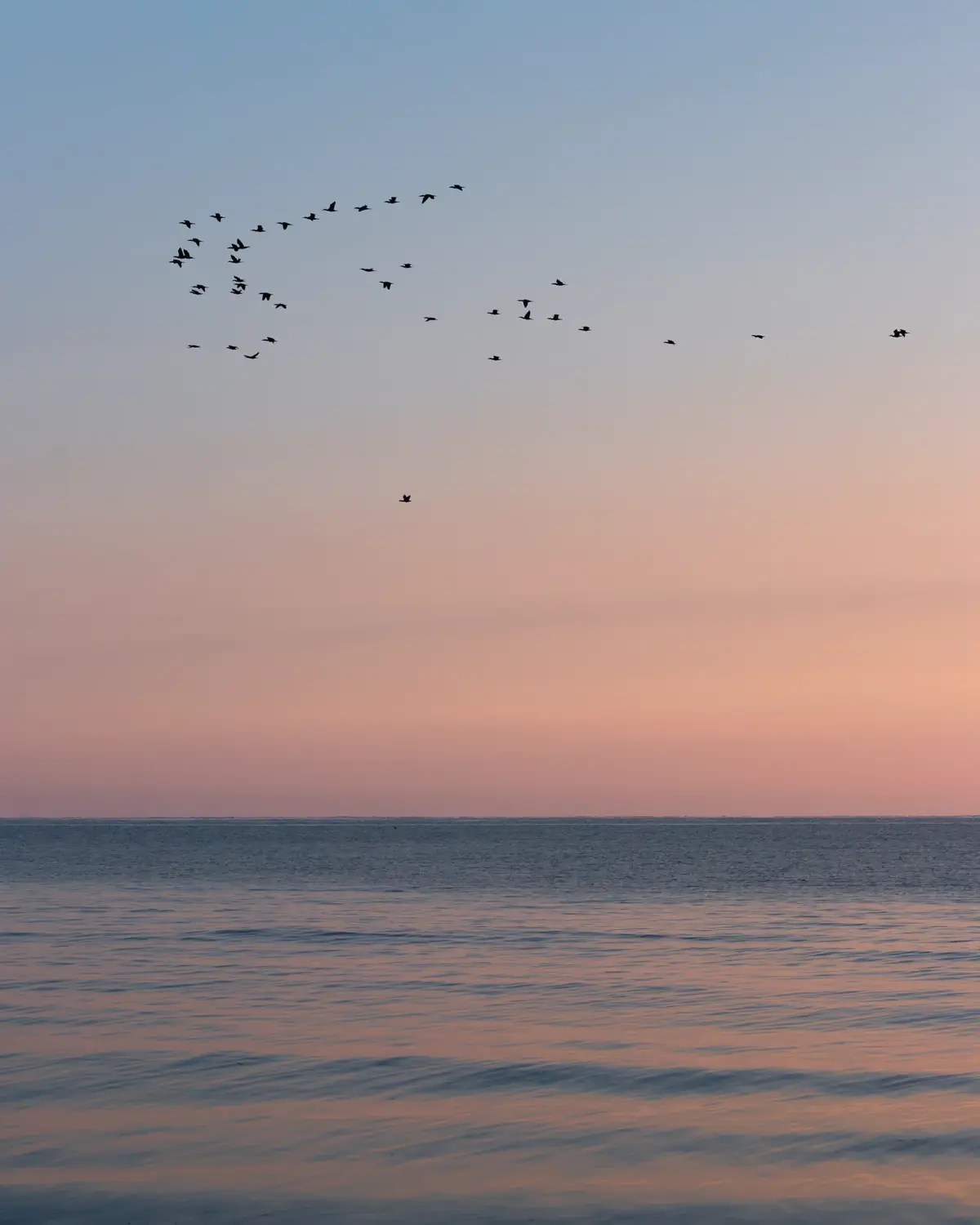 A flock of geese flying together across a soft blue and pink dawn sky above calm sea.